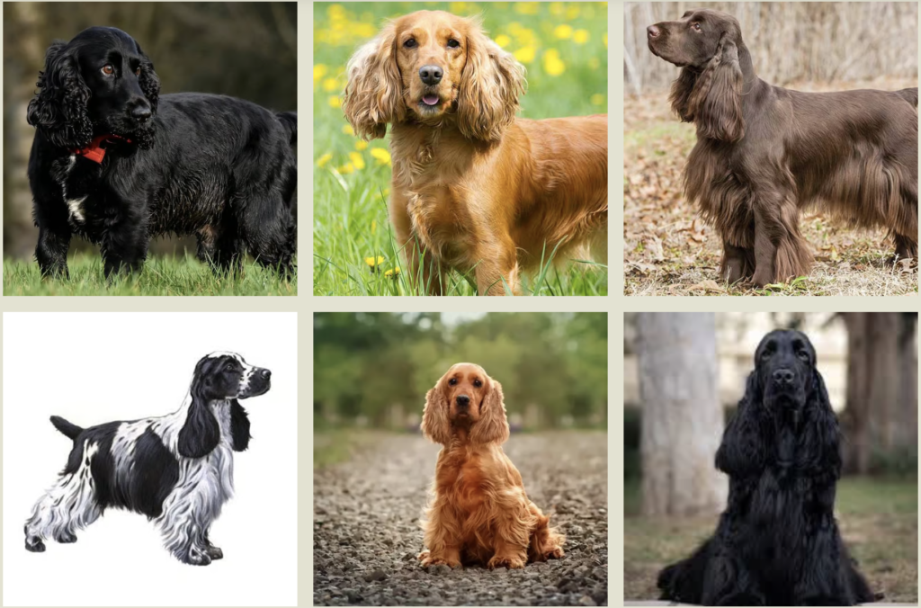 cocker spaniel puppies for sale near me